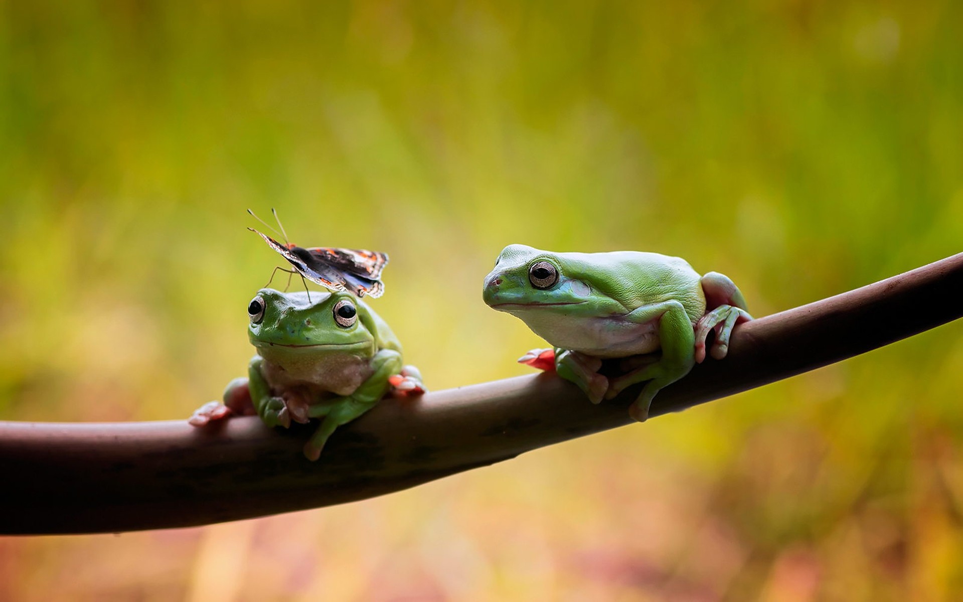 animals frog amphibian wildlife nature leaf animal outdoors reptile hyla rain rainforest tropical tree eye curiosity wood looking frogs branch butterfly