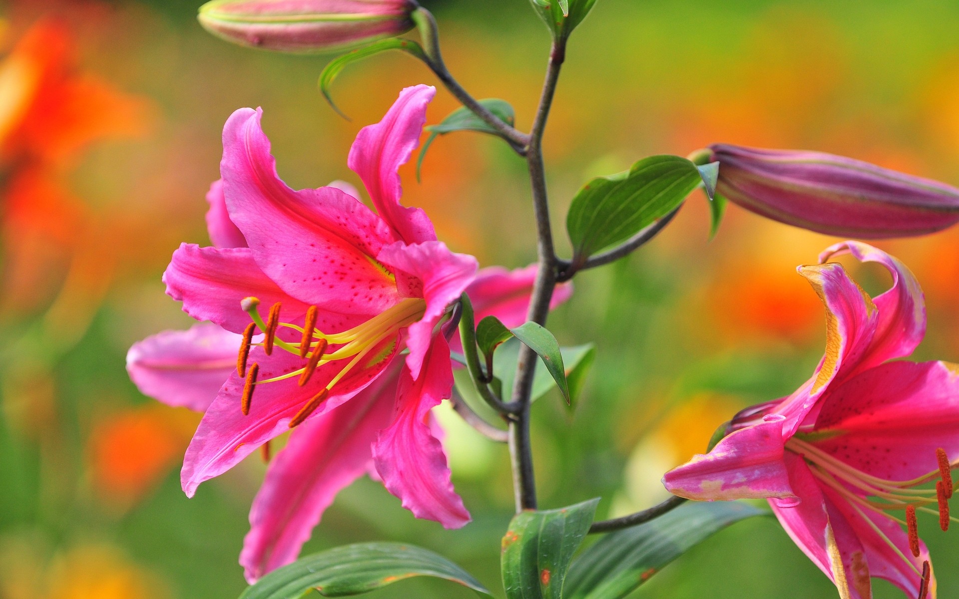 flowers nature flower summer leaf bright flora outdoors garden tropical growth color floral lily petal fair weather flower buds pink flower