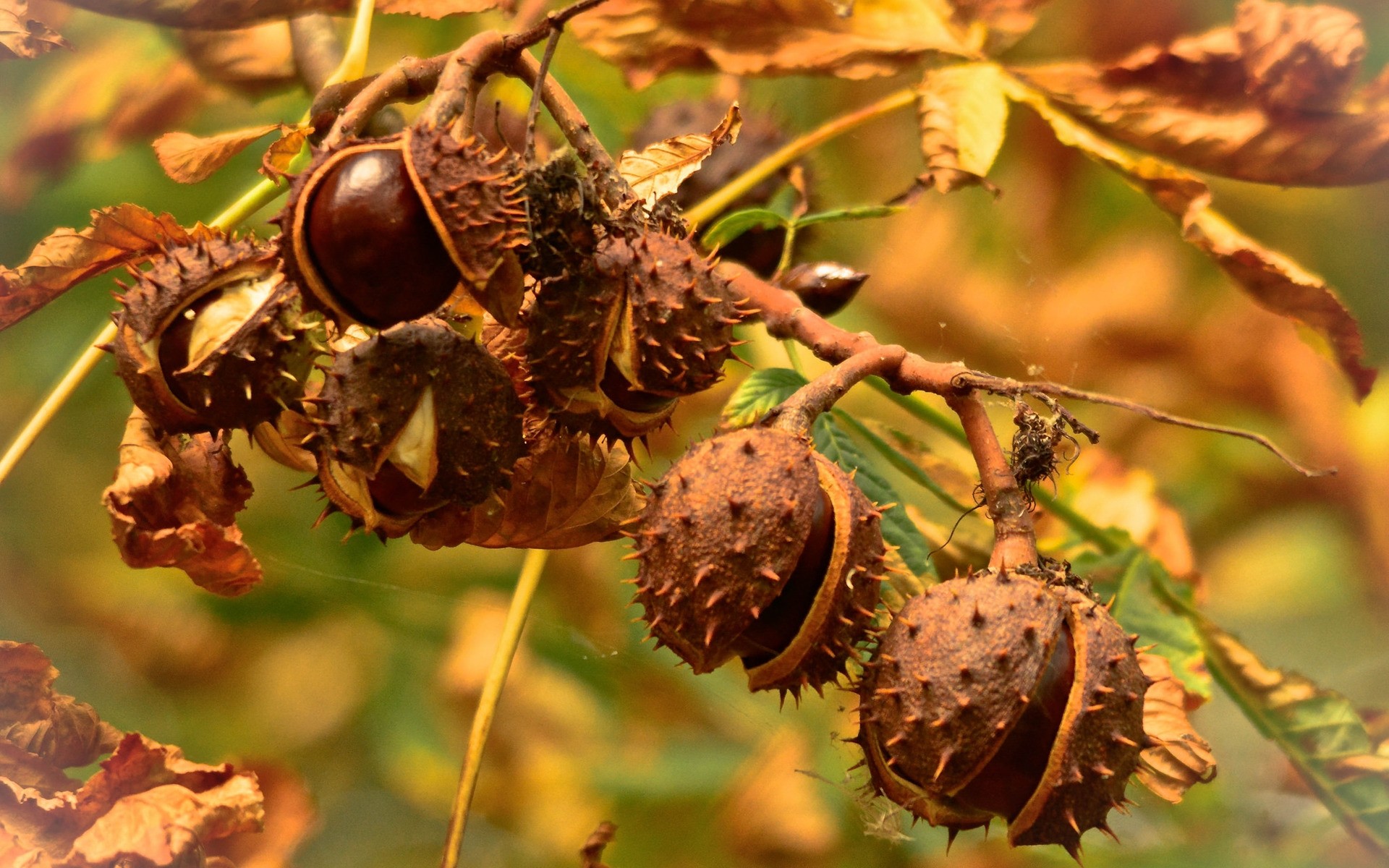 plantas naturaleza fruta otoño hoja temporada flora comida árbol primer plano rama tuerca color al aire libre escritorio jardín pastelería castaño