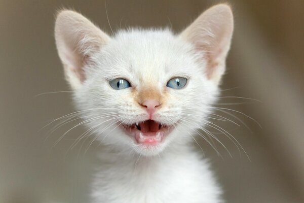 The white skinny kitten opened its mouth