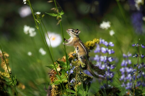 Animaux dans la nature dans l environnement naturel