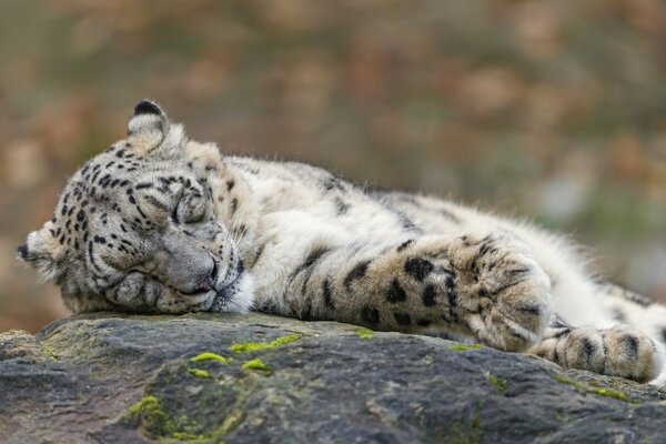 A tiger cub that fell asleep on a rock