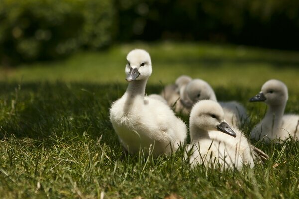 White ducklings on the green grass