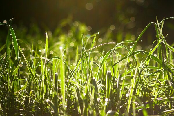 Morning dew on the green grass