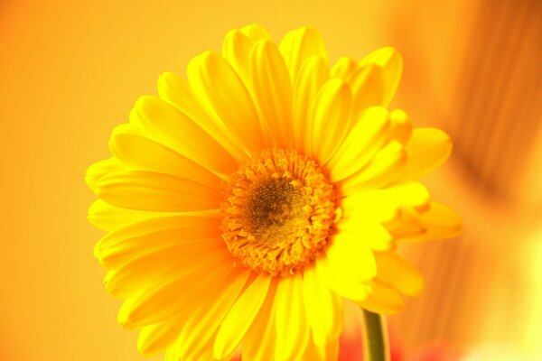 La flor amarilla y la sombra del sol es amarilla