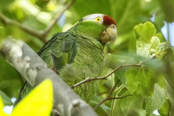 Vert beau perroquet sur l arbre