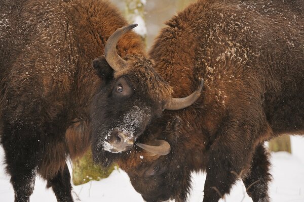 Duelo de bisontes na neve