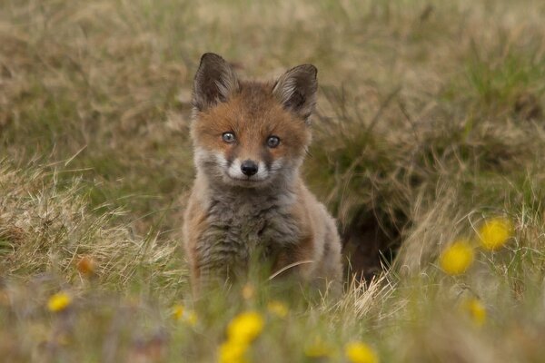 Renard furtivement derrière l herbe dans la caméra