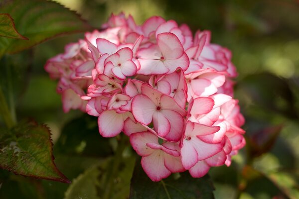 Flor de Jardín en el Escritorio