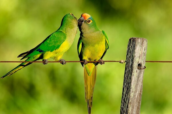 Two green parrots rub their beaks