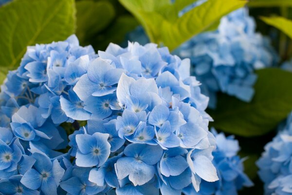 Fleurs bleues-symboles de beauté