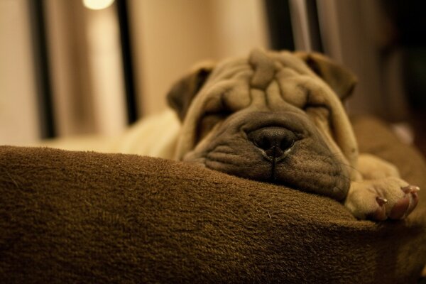 Der Hund schläft bequem auf der Couch