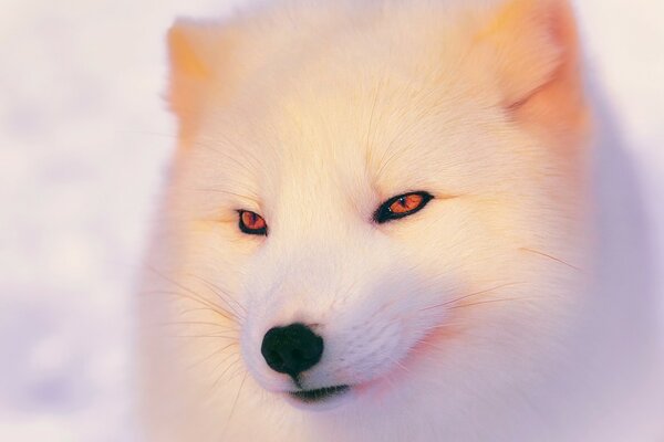 A white animal that looks like a fox or a dog