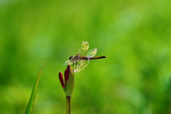 A dragonfly sits on a flower