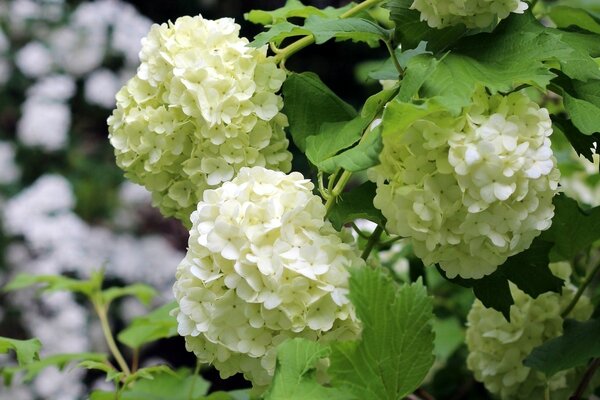 Weiße Blumen im Garten