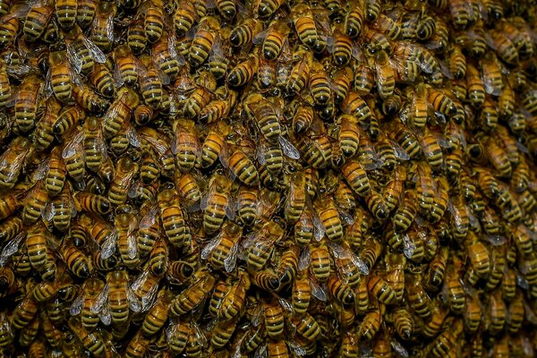 Enjambre de abejas. Gran bandada de insectos