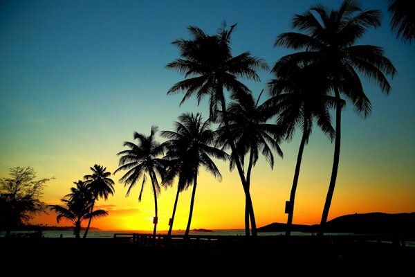 Varias palmeras a lo largo de la costa al atardecer