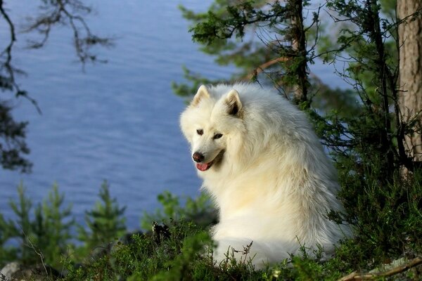 Gesicht füttern Wildtiere Hunde in der Natur im Freien