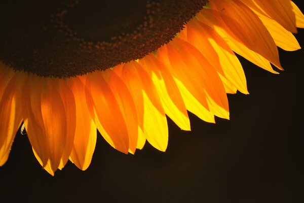 Pétales de fleurs de tournesol près