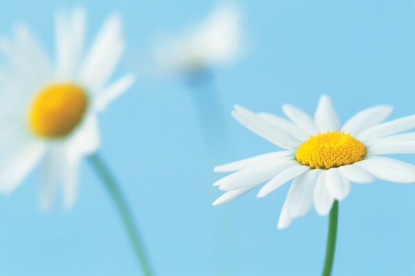 White daisies in the blue sky