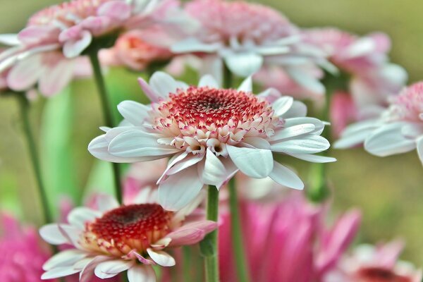 Bright pink flowers on the lawn