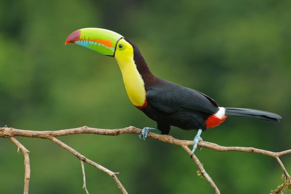 Pappagallo natura ramo colore