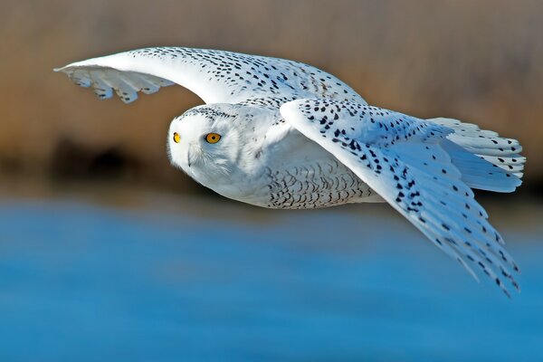 White owl in the wild