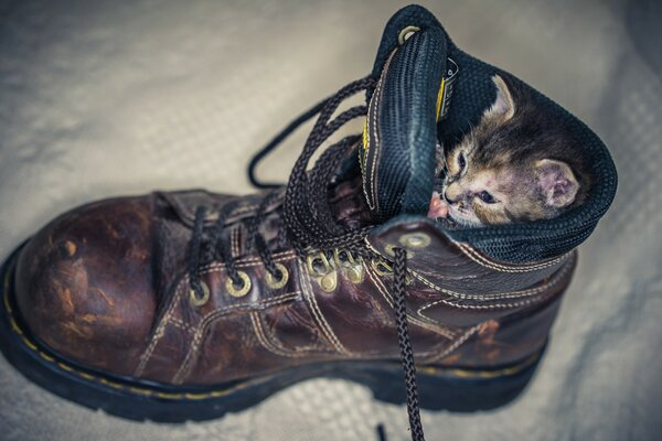 A los gatos les gusta infectar en cajas, zapatos y otras cosas