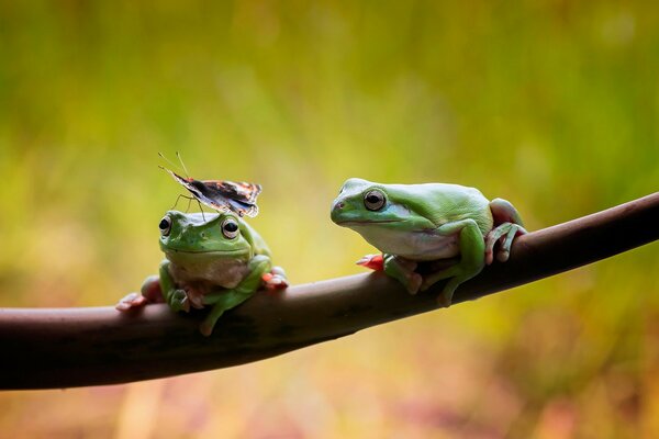 The life of the Frog Wildlife