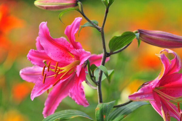 Fragile lily, pistils and stamens