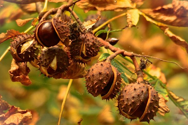 Castañas en el fondo de las hojas de otoño