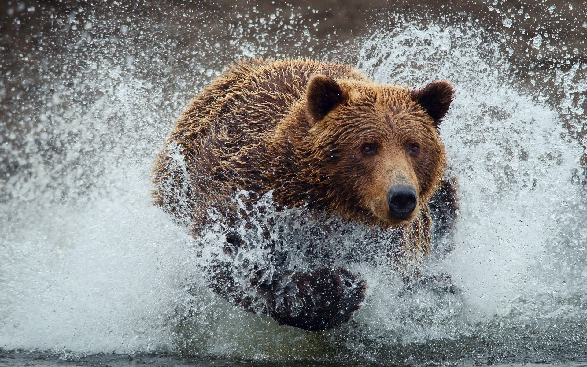 tiere säugetier natur im freien wasser grizzly tierwelt macht gefahr nass spritzwasser bär wildes rennen