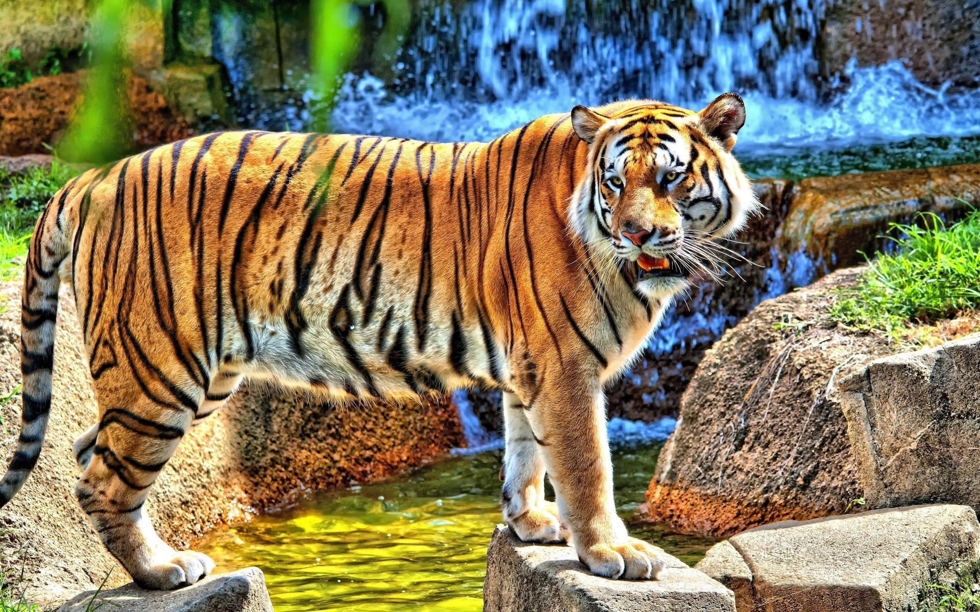 animales tigre vida silvestre gato mamífero selva animal zoológico depredador cazador grande salvaje carnívoro naturaleza peligro safari capítulo caza piel retrato agresión