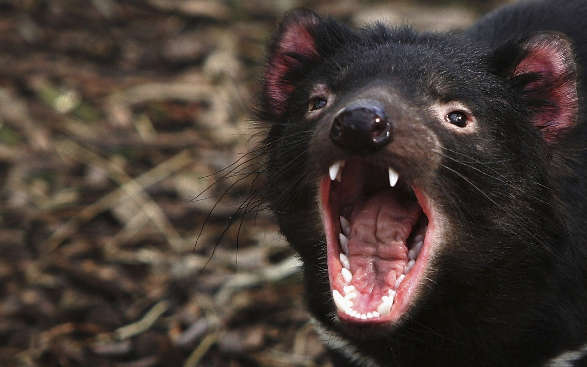 animais mamífero vida selvagem retrato animal diabo da tasmânia