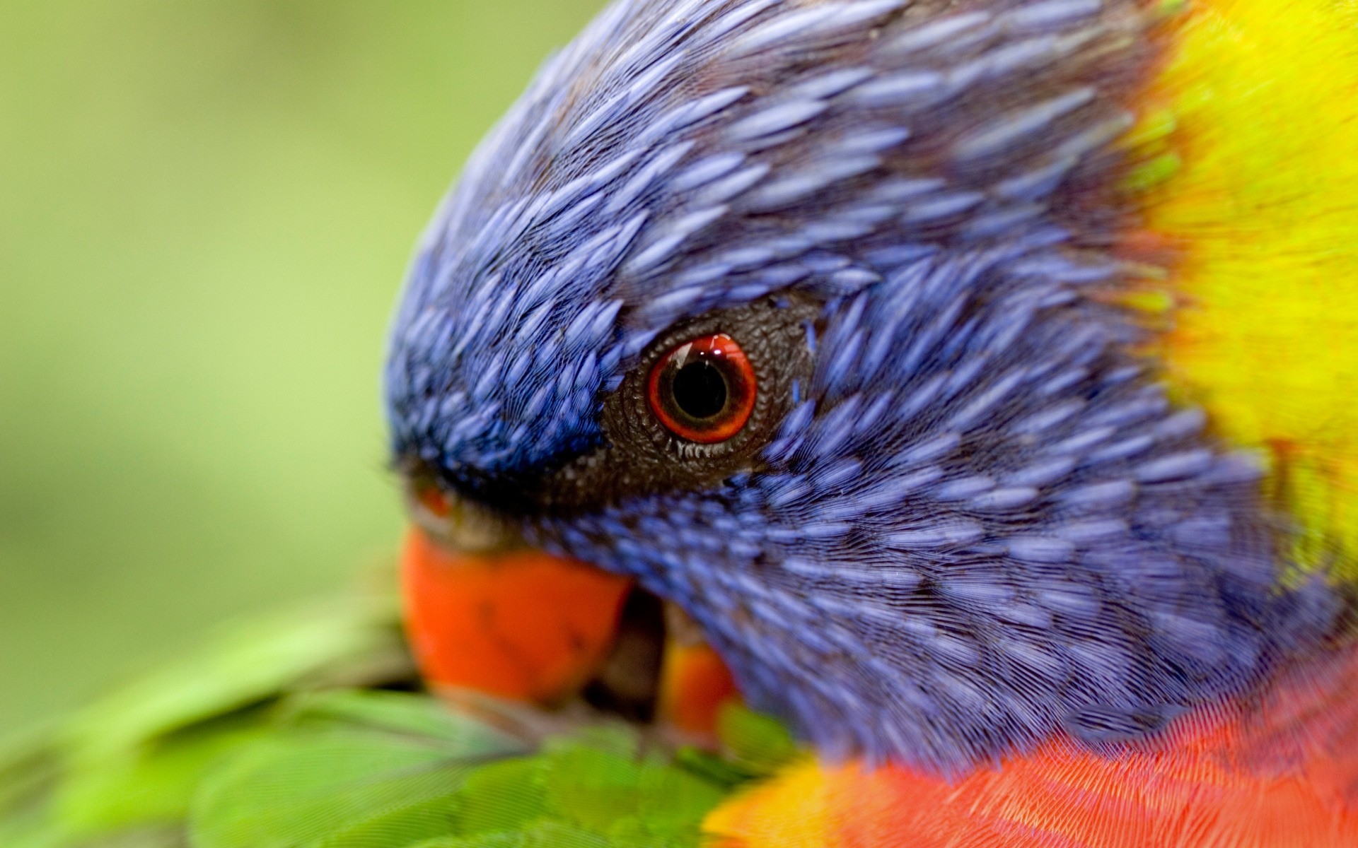 loro pájaro vida silvestre naturaleza color animal al aire libre