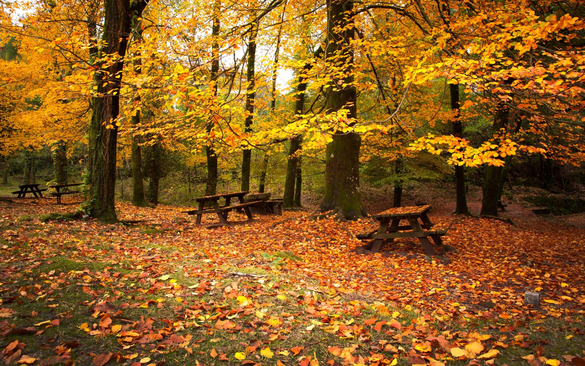 herbst herbst blatt ahorn holz holz saison park natur landschaft gold landschaftlich im freien üppig umwelt herbstzeit blätter fallen parklandschaft