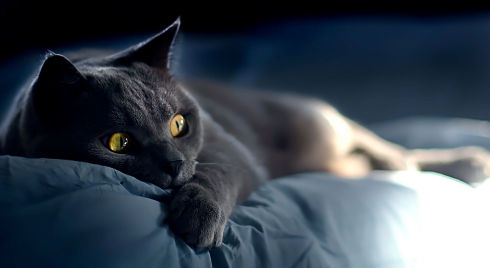 gatti ritratto occhio gatto animale uno vista