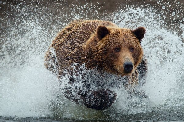 Bär Jagd in kaltem Wasser