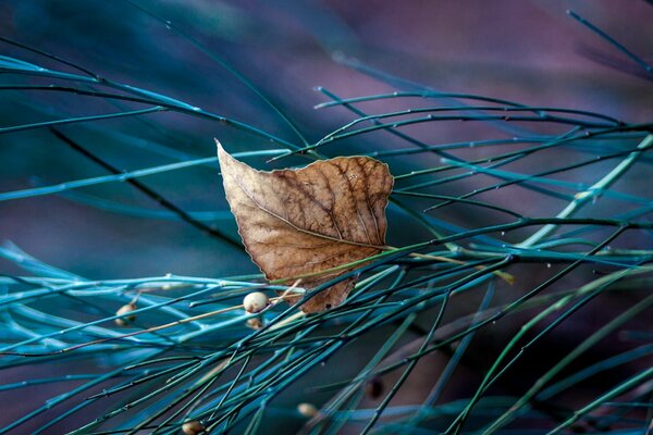 A dry leaf stuck in the twigs