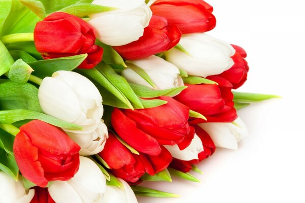 A bouquet of tulip flowers as a gift