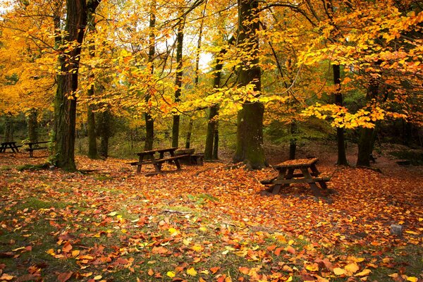 Herbstblätter rauschen und rauschen im Garten