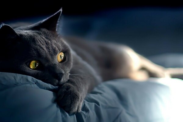 El gato en la oscuridad tiene miedo de dormir