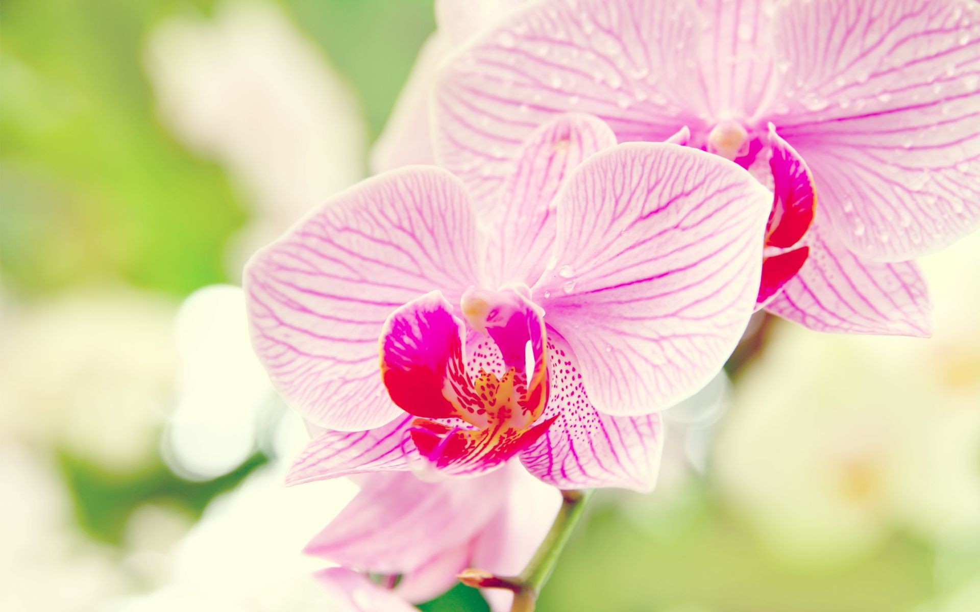 closeup nature tropical flower flora leaf exotic bright petal summer elegant floral orchids blooming garden delicate beautiful