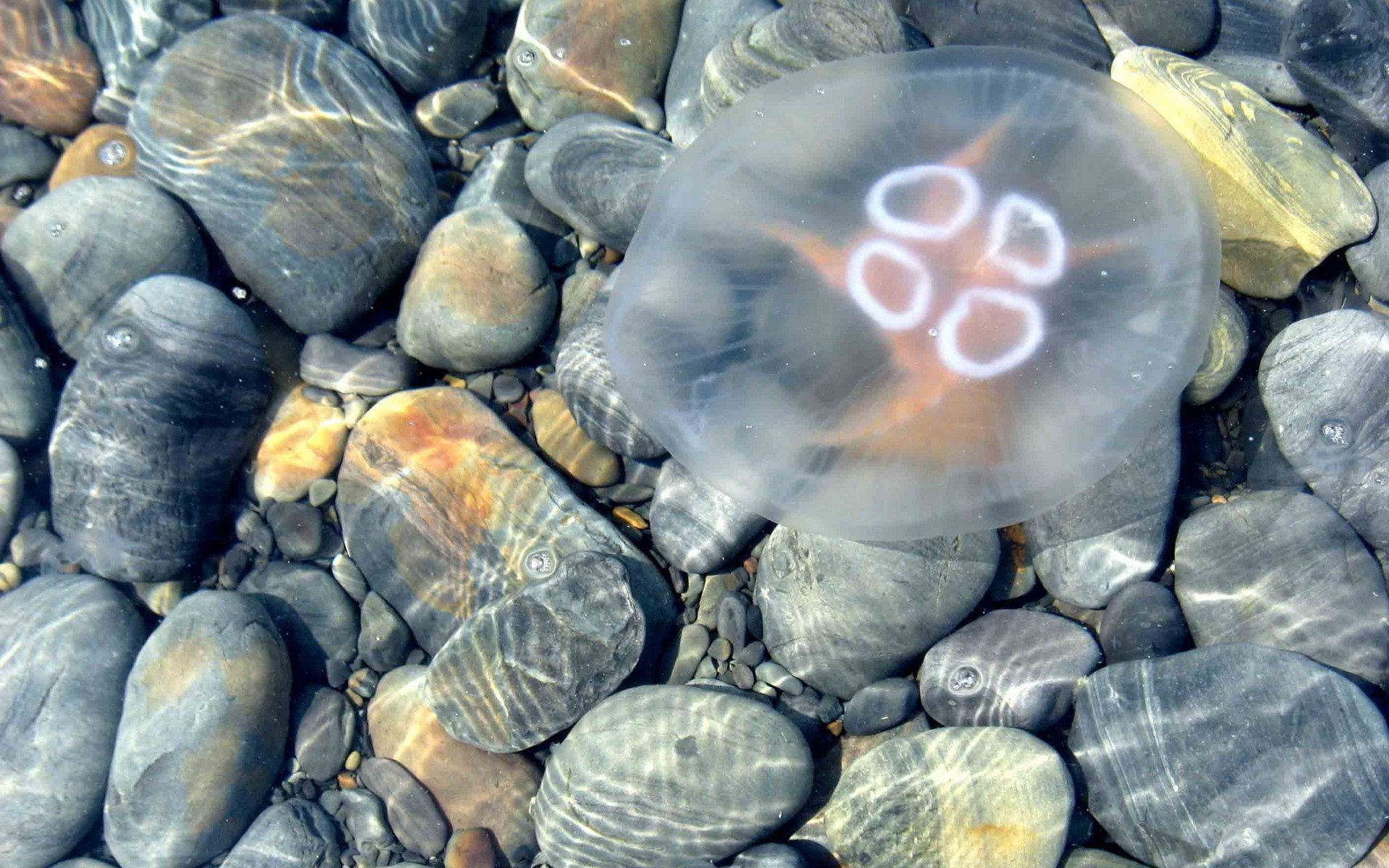 itens fuzileiro naval natureza peixes mar desktop marisco concha oceano água debaixo d água textura conchas