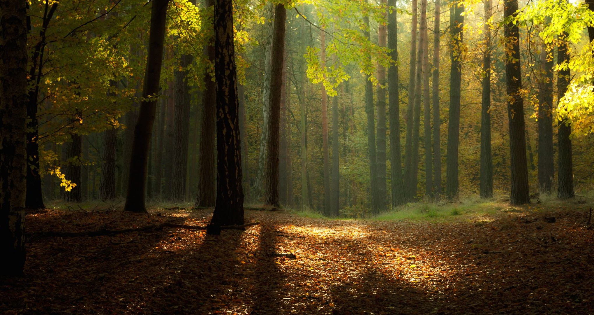 herbst herbst holz blatt baum nebel nebel natur park landschaft dämmerung licht guide sanbim gutes wetter sonne hintergrundbeleuchtung wanderweg wandern üppig