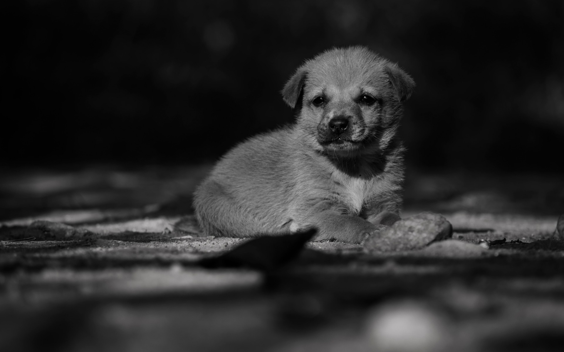 chien chien mammifère portrait unique cynologue monochrome animal mignon chiot chiot adorable