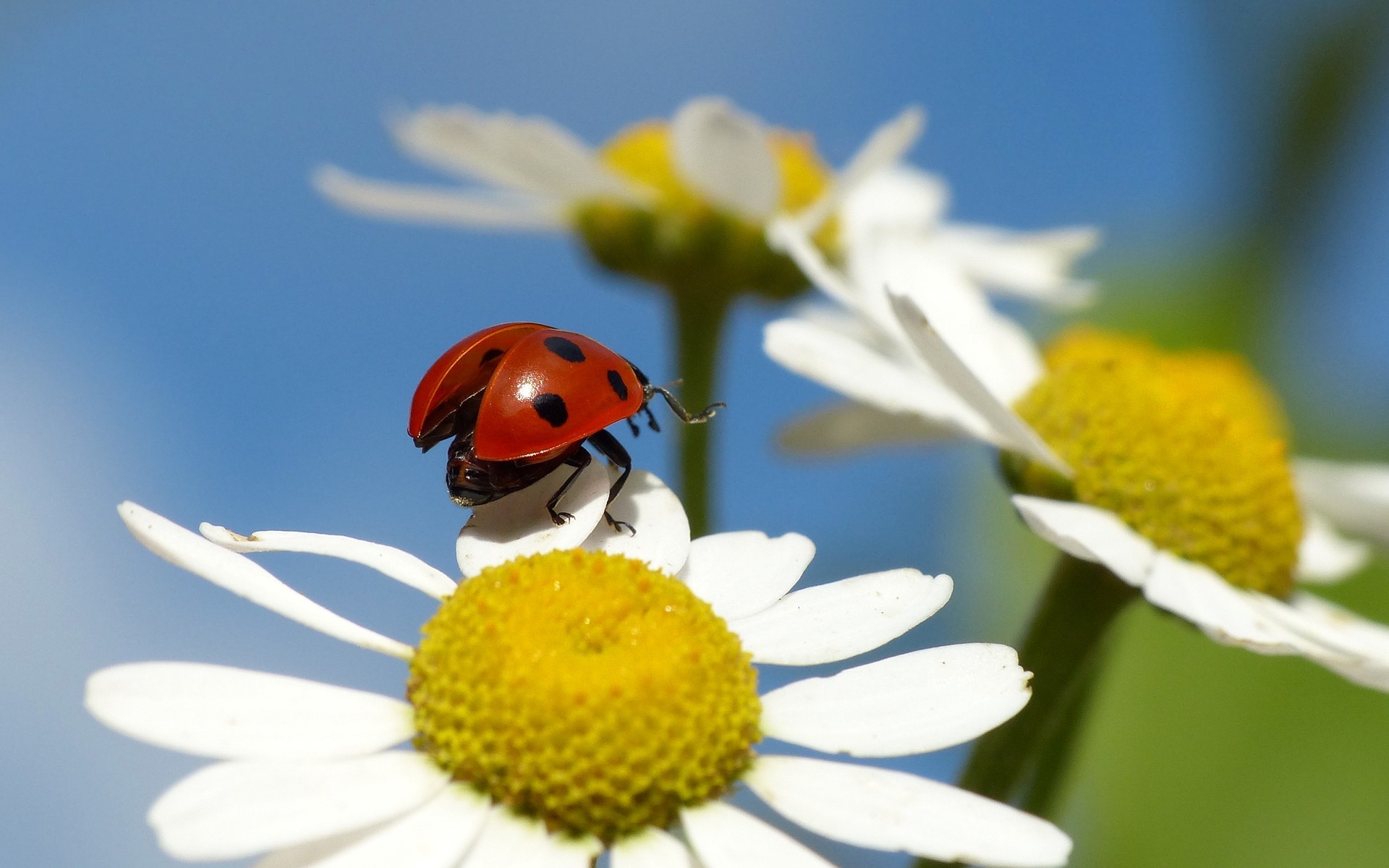 insetos inseto natureza joaninha flor besouro flora ao ar livre biologia verão folha bom tempo feno camomila cor