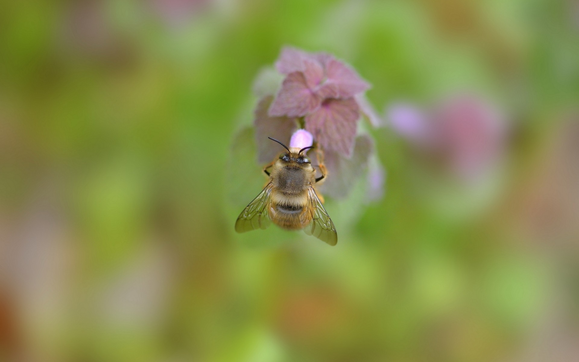 insekten natur insekt wenig sommer unschärfe biene blatt im freien gras wild hummel blume