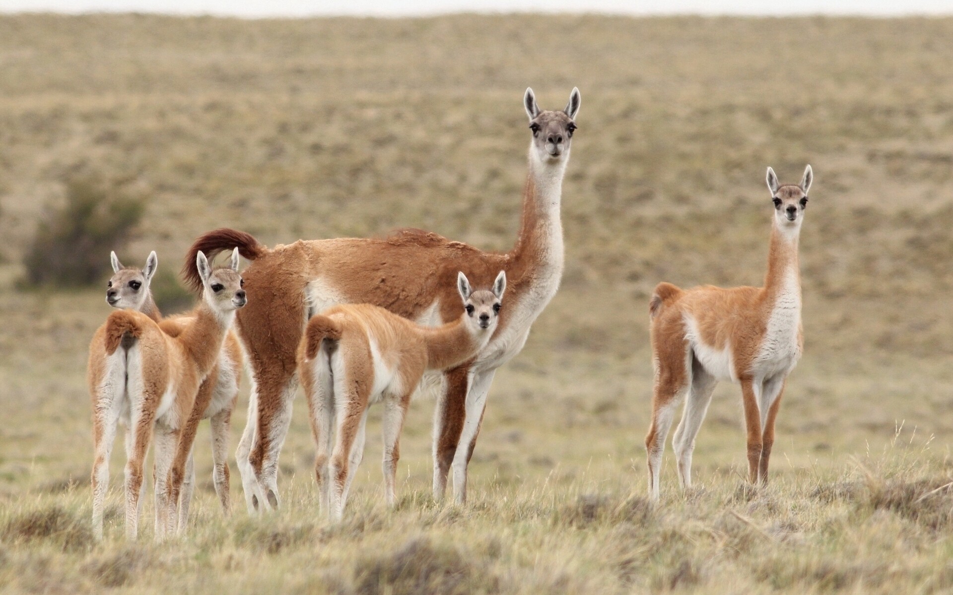 animais vida selvagem mamífero animal safari grama selvagem natureza antílope lhamas