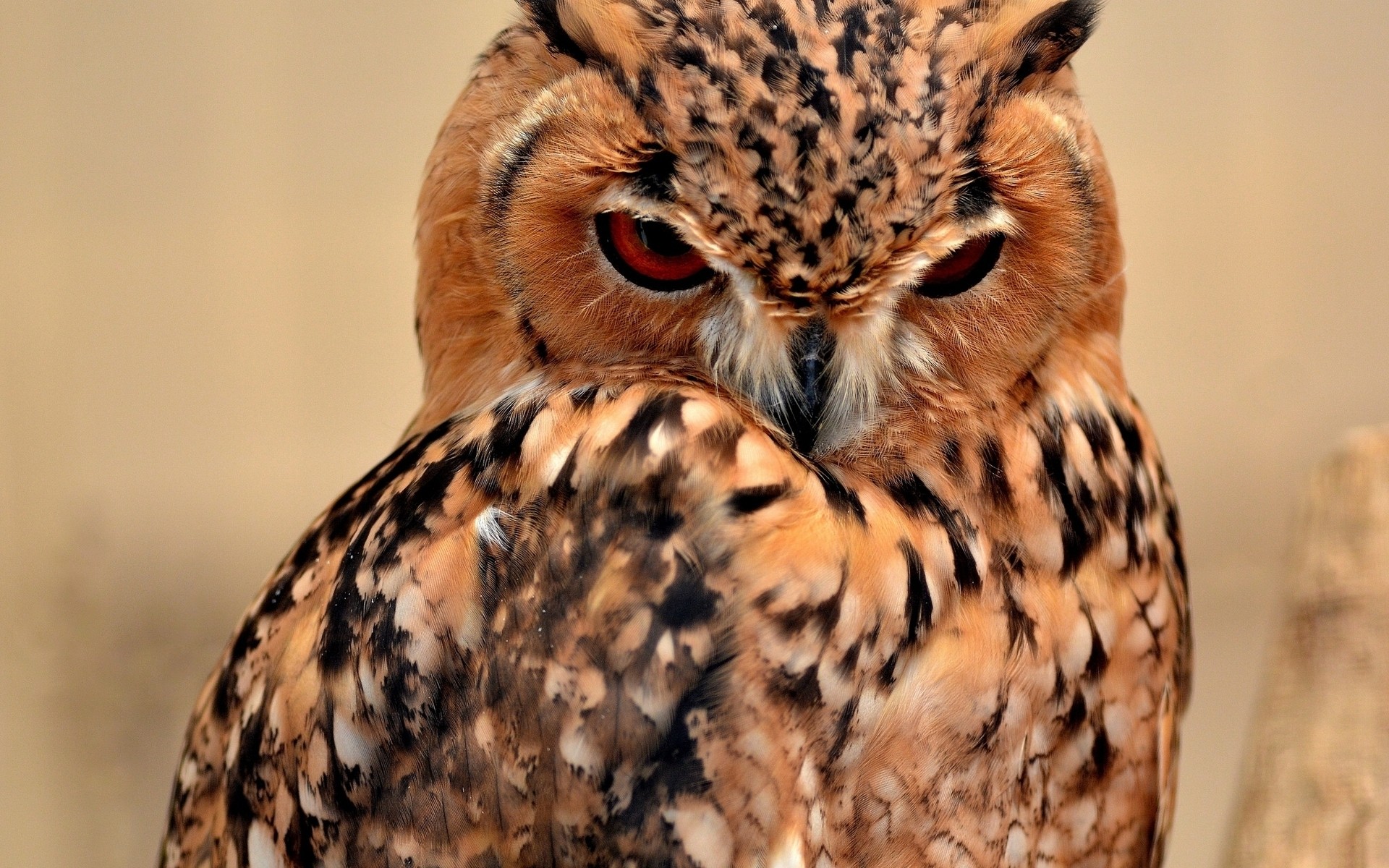 coruja pássaro raptor vida selvagem presa predador caçador falcoaria animal águia retrato natureza selvagem pena bico olho predatório comedor de carne falcão